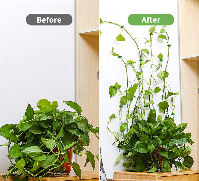 Plant Climbing Hooks